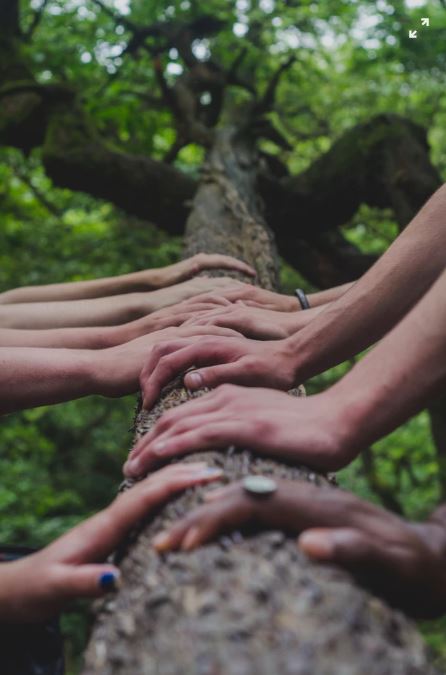 hands together on tree branch